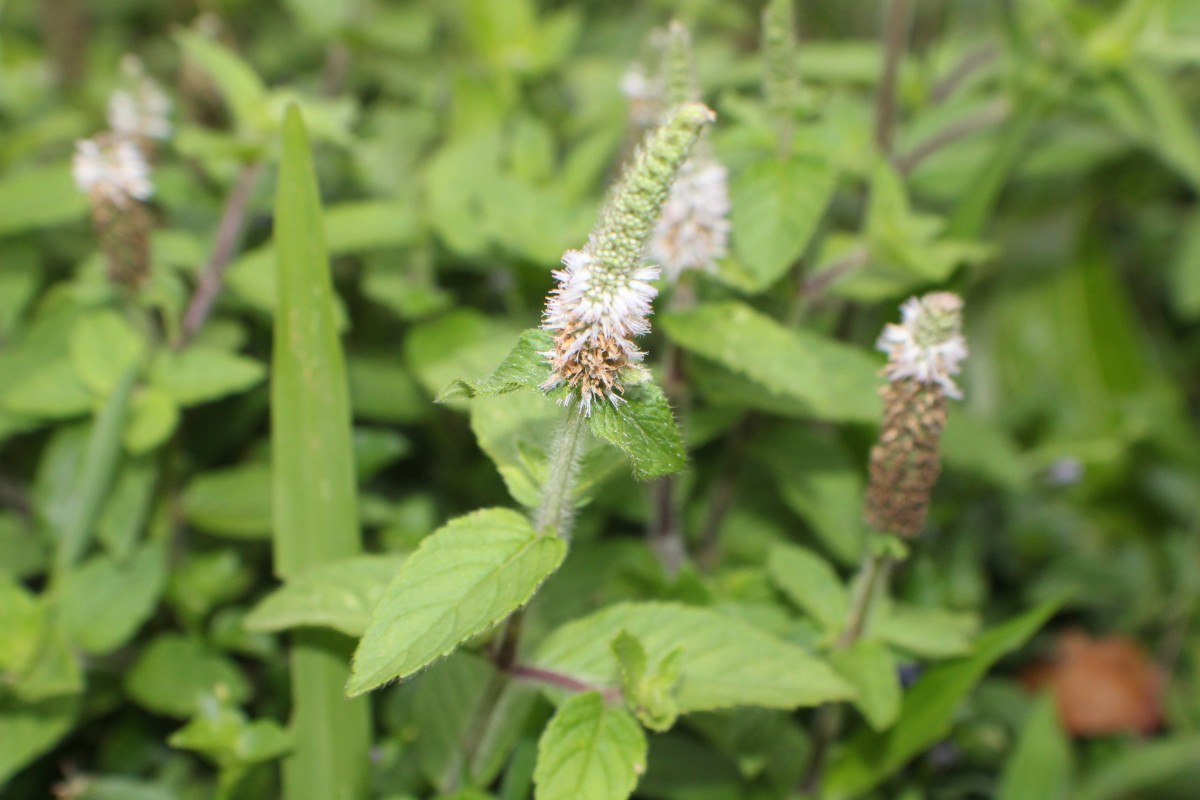 Pogostemon auricularius (L.) Hassk.